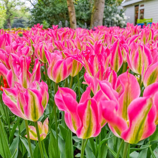 Virichic Tulip Seeds