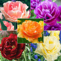 WOW! Peony-Flowering Tulip Collection Seeds