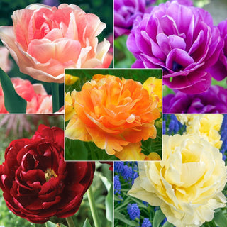 WOW! Peony-Flowering Tulip Collection Seeds