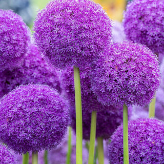 Ambassador Allium Seeds