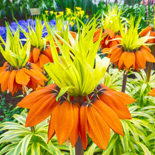 Variegated Crown Imperial Seeds