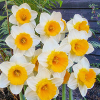 Warm Embrace Daffodil Seeds