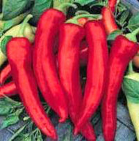 Capsicum- Bull Horn Red