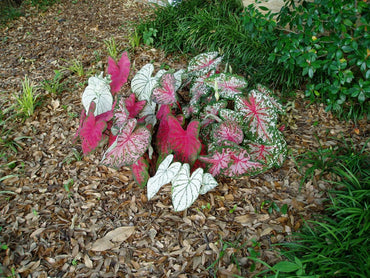 Tropical Caladium Collection