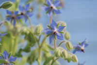 Borage Seeds