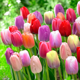 WOW! Pride Perennial Tulip Mixture Seeds