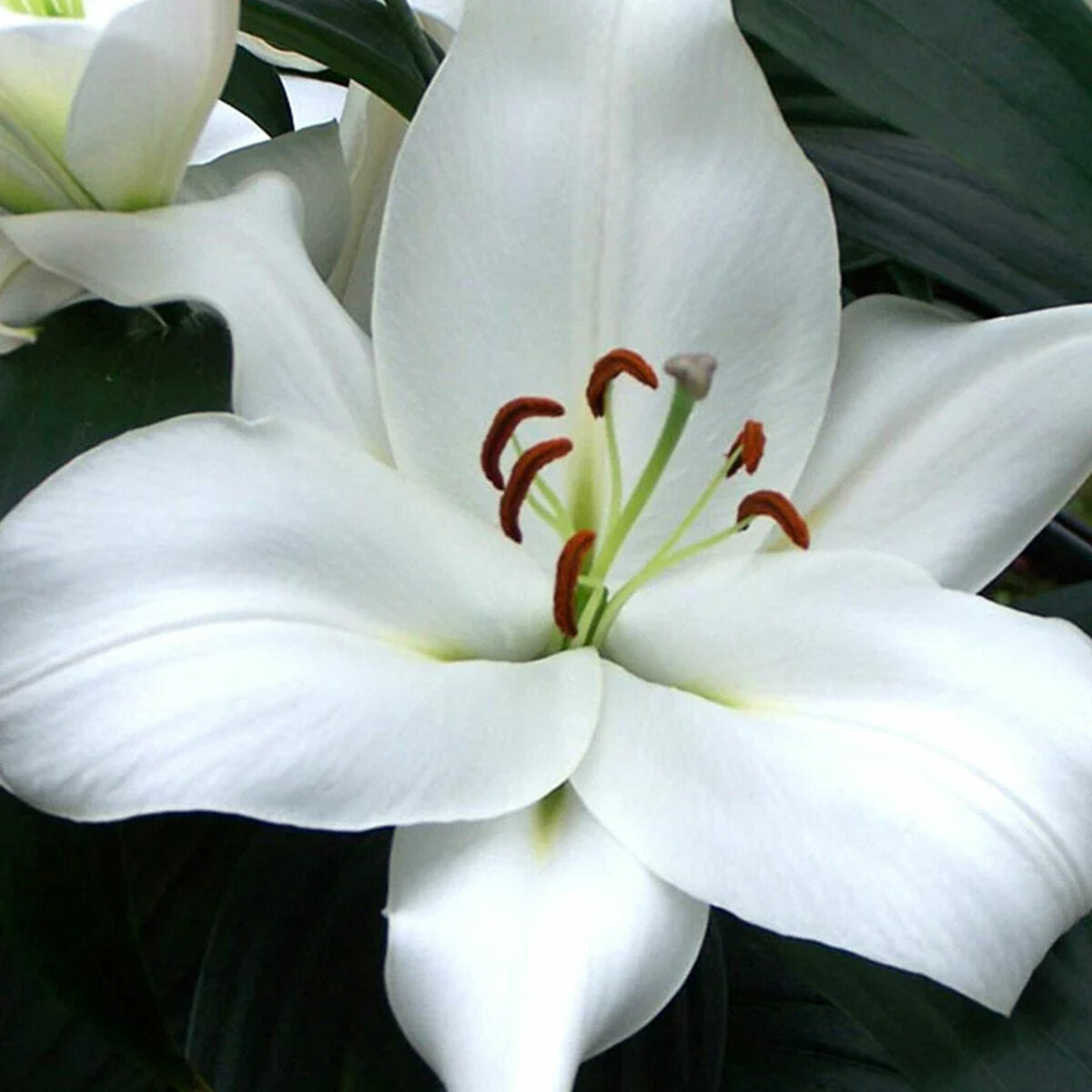 Lily Zambesi Trumpet White Bulb