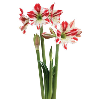 Ambiance Amaryllis  Seeds