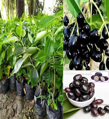 Jamun Fruit Tree Seeds