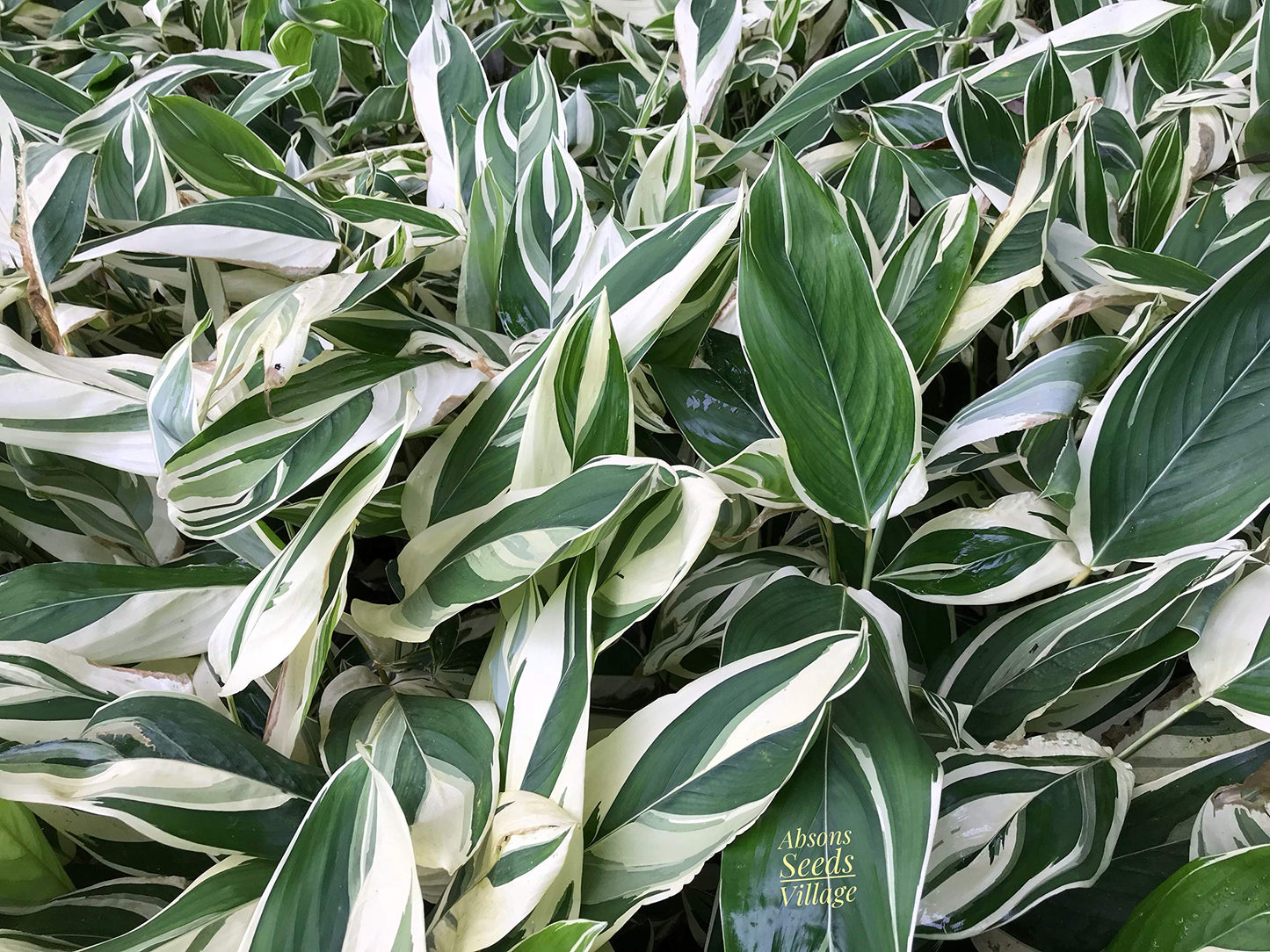 Variegated Arrow Root Bulbs