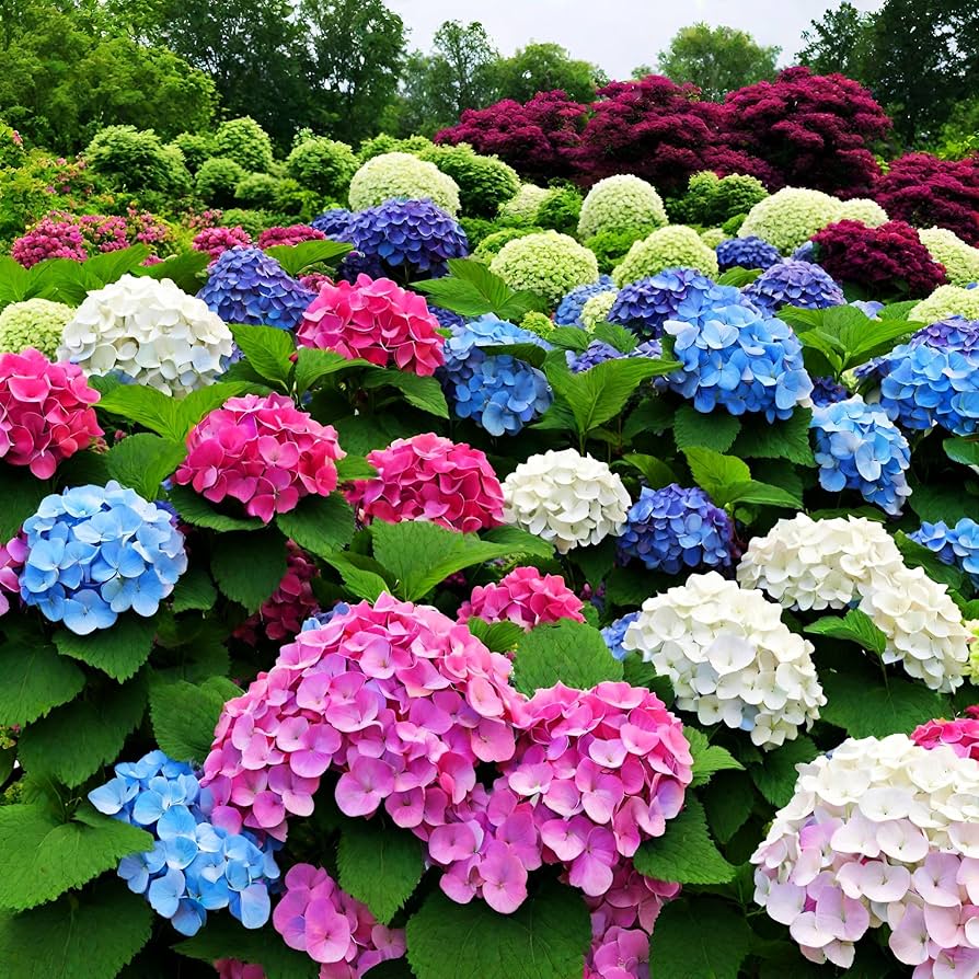 Verbena Four Seasons Hydrangea Seeds