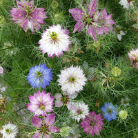 Love-In-A-Mist – Nigella Seed