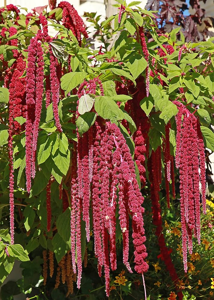 Amaranth- Caudatus Red