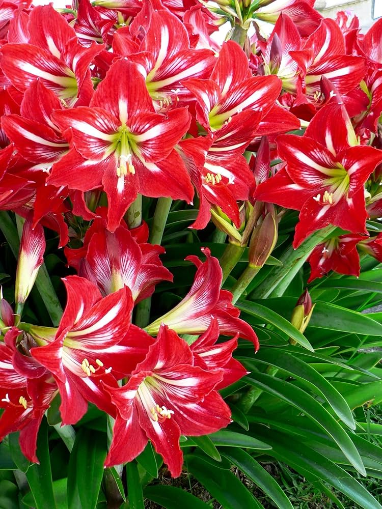 Dutch Amaryllis Mix Colors Bulbs