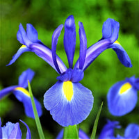 Iris Professor Blauw Bulbs