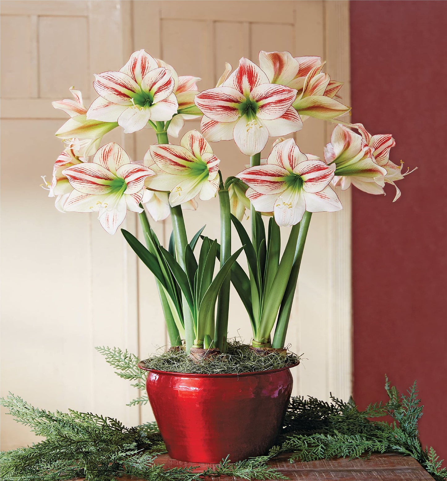 Ambiance Amaryllis  Seeds