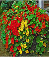 Trailing Nasturtium Mix – Flower Seed