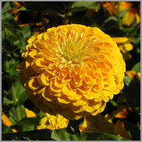 Benary’s Giant Golden Yellow – Zinnia Seed