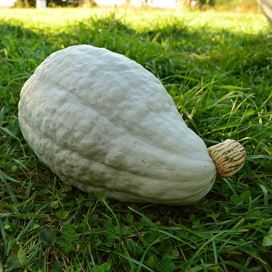 Blue Hubbard – Organic Hubbard Squash Seed