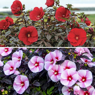 Breck's Exotic Hibiscus Collection