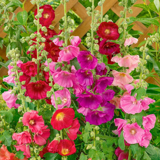 Hollyhock Mixture