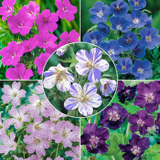 Everblooming Hardy Geranium Collection