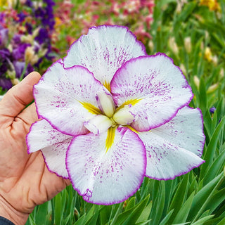 Tiramisu Dinner Plate Japanese Iris