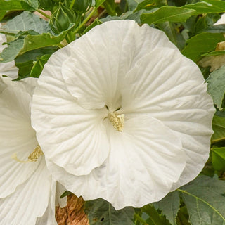 Marshmallow Moon Hibiscus