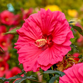 Watermelon Ruffles Hibiscus