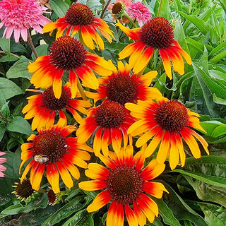 Parrot Coneflower