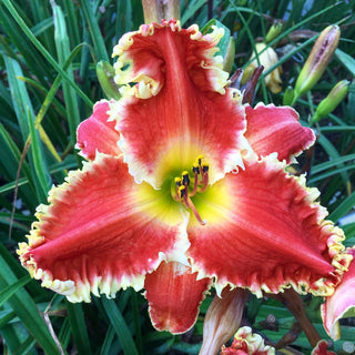 Red Sakura Daylily