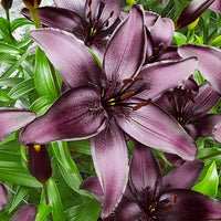 Blackstone Lily