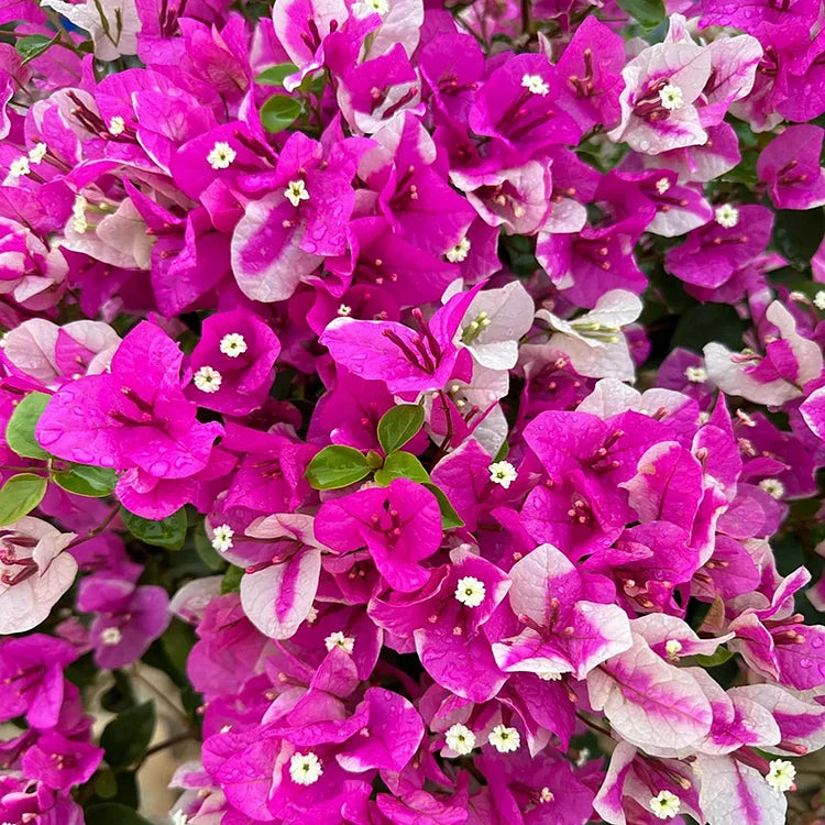 Bougainvillea Flower Seeds