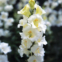 Chantilly White – Snapdragon Seed