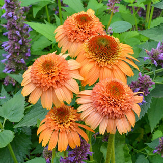 Supreme Cantaloupe Coneflower