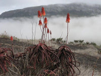 Aloe Cameronii - Red Aloe Vera