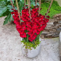 Tom Dwarf Gladiolus