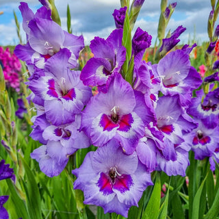 Vista Gladiolus