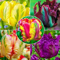 WOW! Parrot Tulip Collection Seeds