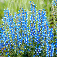 Azure Snow Salvia