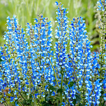 Azure Snow Salvia