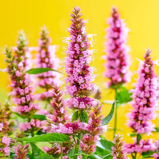 Beelicious Pink Anise Hyssop