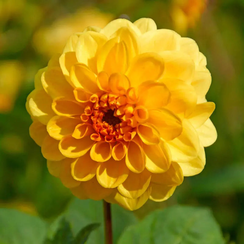 Yellow Heaven Dahlia