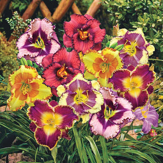 Fancy Face Daylily Mixture