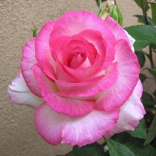 Angelic Veil Hybrid Tea Rose