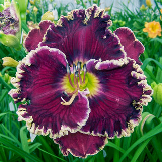 Black Dazzler Reblooming Daylily