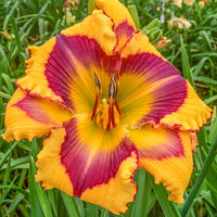 Bold Endeavor Reblooming Daylily