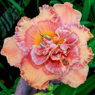 Hummingbird Heaven Daylily