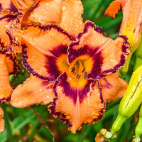 One Hit Wonder Reblooming Daylily