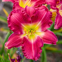 Romantic Returns Reblooming Daylily